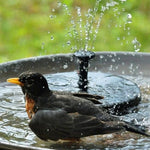 Solar-Powered Floating Garden Fountain