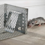Animal-Friendly Live Trap for Safe and Humane Rodent Control Indoors and Outdoors