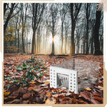 Animal-Friendly Live Trap for Safe and Humane Rodent Control Indoors and Outdoors