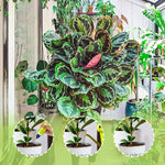 Liquid Plant Booster | Buy 2, Get 2 FREE