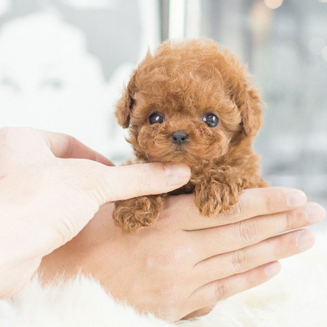 Sound-Activated Interactive Puppy Toy
