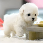 Engaging Soft Dog Toy for Children